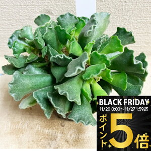 _|Cg5{^ b A c Ah~NX _z 񂻂傭 1 3`3.5yʔN̔ 񂹁zAdromischus poelnitzianus xPC\E  c ϗtA N ΐ  