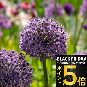 _|Cg5{^   ^ AE OW[^[ 1Zbg HAy͂ ^zAllium Gladiator@ ANZg A Ԓd A K[fjO ϊy2025BUzyCOMz1530p