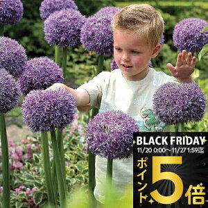 _|Cg5{^ AςȂ HA  ȋʁIAE O[u}X^[ 1y͂ ^ z֑ΉzAllium Globe Master Ornamental Onion HA  A Ԓd C