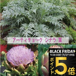 _|Cg5{^ _Ԃ̂߂鍂Hށ^Hc A[eB[`[N Iׂ2 1 3`3.5y͂zArtichokes ԕc h  䍂 H O[O[u oCIbgO[u V