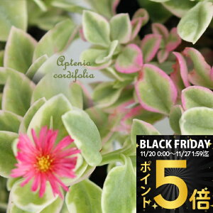 _|Cg5{^ ԕc xr[T[Y  2Zbg 1 3`3.5 yʔN̔ 񂹁zAptenia cordifolia xCr[T[Y AvejA A c 񂹐A J[[t OhJ