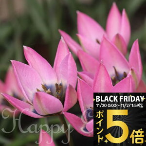 _|Cg5{^ AςȂ  `[bv _jP 5Zbgy͂`  [֑ΉzTulipa N   HA  A Ԓd A K[fjO K[