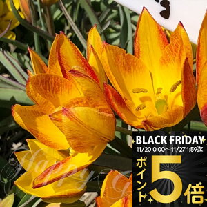 _|Cg5{^ Vo AςȂ   `[bv W  5 Zbgy͂  [֑ΉzTulip HA  Ԃ̋ A HA Ԓd K[fjO