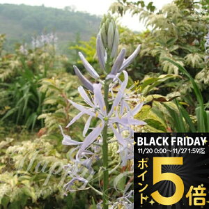 _|Cg5{^ HA _AςȂOKI^ԃJ}VA NbL[ 1Zbgy͂`^zCamassia cusickii N A  H K[f Ԓd A A  nb