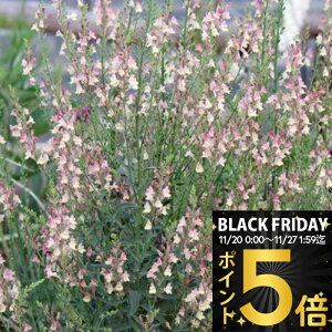 _|Cg5{^ ԕc H N h  iA AvRbg`[ 1 3y͂zLinaria P  䒆 CObVK[f A A K[fjO K[f 