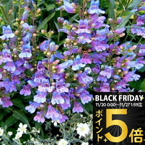 _|Cg5{^ ԕc H N h  yXe wu[u[ 1 3`3.5y͂zPenstemon Heavenly Blue CObVK[f  A A K[fjO Ԓd c ϊ