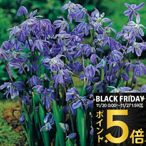 _|Cg5{^ AςȂOKI   V[ VxJ 5Zbg  y͂  [֑ΉzScilla siberica  N 䒆 HA Ԓd A A H ~y2025BUz