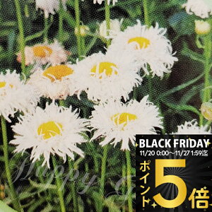 _|Cg5{^ ԕc H VX^[fCW[ Xm[htg 1 3`3.5y͂zLeucanthemum superbum Snow Drift h ϊN ~Gt  Ԓd A A K[f K[fj