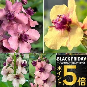 _|Cg5{^ ԕc H N h  o[oXJ TU`[ 1 3.5y͂zVerbascum Southern Charm N  ԐFLx F tc Hc A Ԓd A 񂹐A K[