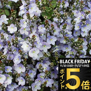 _|Cg5{^ ԕc H N h  xjJ }_}VA 1 3~3.5y͂zVeronica petraea Madame Mercier    c ϊN 񂹐A A A OhJ