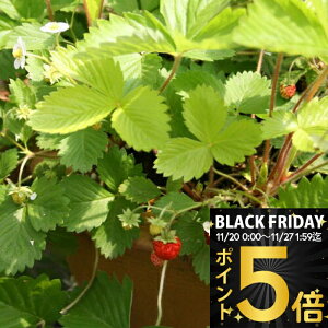 _|Cg5{^ ԕc H N h  ChXgx[ S[fALThA 1 3~3.5y͂zFragaria vesca 'Golden Alexandria' ϊN J[[t ᒆ CO