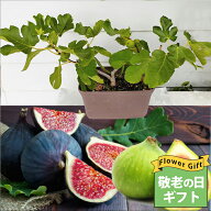 敬老の日 ギフト イチジク 一文字仕立て 果樹 鉢植え コンテナ植え【先行予約 お届け9/16〜9/21 地域限定…