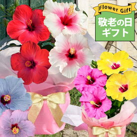 敬老の日 花 ギフト 鉢花 ハイビスカス ロングライフ 2色植え 選べる11種 長く咲く 冬も楽しめる 鉢植え 5号【即納 送料無料】鉢花 プレゼント 珍しい 男性 60代 70代 80代 誕生日 冬も咲く 室内で楽しめる