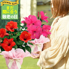 まだ間に合う 敬老の日 ギフト 花 鉢花 インドア ハイビスカス サニーシリーズ 5号 選べる4色 鉢植え 室内で楽しめる 夏の花 長く咲く【即納 送料無料 ラッピング無料】 誕生日 お父さん 義父 花ギフト サマーギフト 夏ギフト 御中元 2026fd