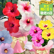 まだ間に合う 敬老の日 花 ギフト 鉢花 ハイビスカス ロングライフ 2色植え 選べる11種 長く咲く 冬も楽…