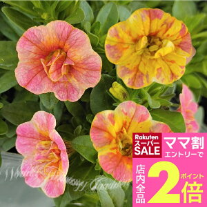 _}}2{^ԕc JuRA G~ 1 5y͂zCalibrachoa QuiKg ĕc Ԃ̕c N CObVK[f c A A K[f K[fjO Ԓd  nbs[