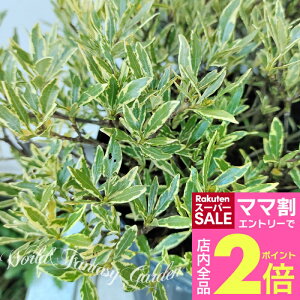 _}}2{^Ԗ  חt 킢 N`iV 1 5y͂zGardenia jasminoides Variegata t  q Ȃ K[fjA    ΐ F K[f K[fjO J