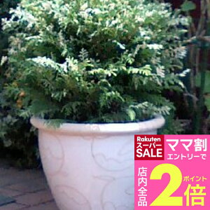 _}}2{^ Ύ t Rjt@[ O{[T oGK[^[ 1 7 劔yʔN̔zChamaecyparis obtusa Globosa Variegata K[fjO A c   A c J[[t 