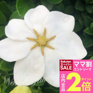 _}}2{^Ԗ  }oN`iV 1 5 ԂȂł͂y͂zGardenia jasminoides var maruba ۗtN`iV ۗt q Ȃ K[fjA    ΐ F K[f K[