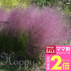_}}2{^ ԕc h  [xMA JsX 1 c 3.5O|bgy͂zMuhlenbergia capillaris ~[xMA sNOX HJ ϊ N Ԃ̕c K[fj