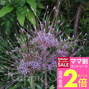 _}}2{^  AςȂ  ␫ AE VxeB[ 1ys\10{`͂zAllium schubertii HA Ornamental Onion VxeB N A Ԃ̋ Ԓd 