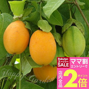 _}}2{^c  EH[^[ 1 3`3.5 ~Yy͂zPassiflora laurifolia 鐫  MѐA A ʎ c K[f nbs[K[f