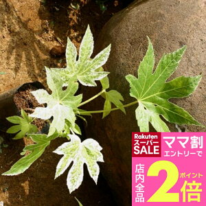 _}}2{^ cf ۍi 5 1y͂ 񂹏izFatsia japonica Tsumugi shibori Β  J[[t VF[hK[f VFChK[f A ωA A Ԓd 