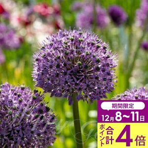 _v|Cg4{ 12/8`11^   ^ AE OW[^[ 1Zbg HAy͂ ^zAllium Gladiator@ ANZg A Ԓd A K[fjO ϊy2025BU