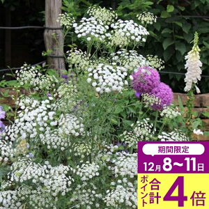 _v|Cg4{ 12/8`11^ ԕc H N h  A~ O[Xh 1 3`3.5y͂zAmmi greceland t ϊ2N N  䍂 CObVK[f ~A A 