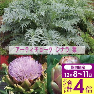 _v|Cg4{ 12/8`11^ Ԃ̂߂鍂H Hc A[eB[`[N Iׂ2 1 3`3.5y͂zArtichokes ԕc h  䍂 H O[O[u oCIbgO