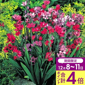 _v|Cg4{ 12/8`11^@AςȂ   orAi XgN^@~bNX 10y͂  [֑ΉzBabiana rubrocyanea H HA Ԃ̋ A HA Ԓd Ԓd 