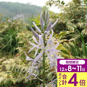 _v|Cg4{ 12/8`11^ HA _AςȂOKI^ԃJ}VA NbL[ 1Zbgy͂`^zCamassia cusickii N A  H K[f Ԓd A A 