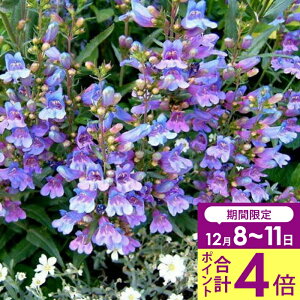 _v|Cg4{ 12/8`11^ ԕc H N h  yXe wu[u[ 1 3`3.5y͂zPenstemon Heavenly Blue CObVK[f  A A K[fjO 