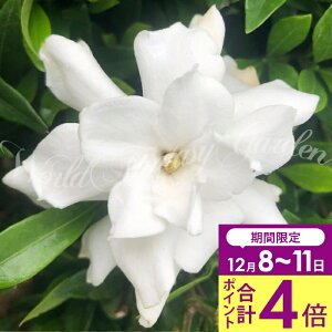 _v|Cg4{ 12/8`11^ Ԗ ̃K[fjA PN`iViqN`iVj 5 1 Β؁y͂En著zGardenia jasminoides var. radicans K[fjA   F  