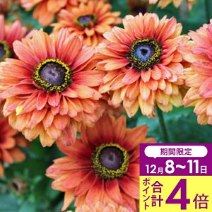 _v|Cg4{ 12/8`11^ ԕc H N h  c hxLA Tn 1 AeB[NIWF 3`3.5y͂zudbeckia sahara d炫 Hc ~c Jԏ 䒆 CObV