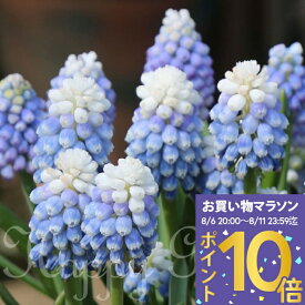 植えっぱなし 球根 ムスカリ マウンテンレディ 選べる5球〜10球 セット【先行予約10月上旬〜お届け 中型球根 送料別】Muscari Mountain Lady 野放し 秋植え球根 秋球根 鉢植え 庭植え 寄せ植え【2025BU】【COM】【0806P10】【0806P10】【hk】
