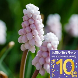 球根 植えっぱなし ムスカリ ピンクサンライズ 球根 3球〜6球セット【先行予約10月上旬〜お届け 小球根 メール便対応　一部セットは全国どこでも送料無料】Muscari pink surprise 鉢植え 庭植え 寄せ植え 球根植物 桃花 ハッピーガーデン【2025BU】【mail】【0806P10】