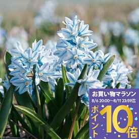 植えっぱなし 球根 花 プスキニア リバノチカ 選べるセット 5球〜36球 小球根【先行予約 10月上旬〜お届け 小球根 送料無料（一部セットを除く)】 Puschkinia scilloides 花の球根 秋植え球根 耐寒性 冬 庭植え 花壇 春 野放し球根 【2025BU】【mail】【0806P10】