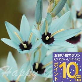 ＼全国どこでも送料無料／植えっぱなし球根 花 希少 原種イキシア ビリディフローラ 球根 3球セット【先行予約 10月上旬〜お届け 小球根 メール便対応ポストに投函】Ixia viridiflora 春開花 多年草 珍しい 毎年開花 耐寒性 エメラルドグリーン【2025BU】【mail】【0806P10】