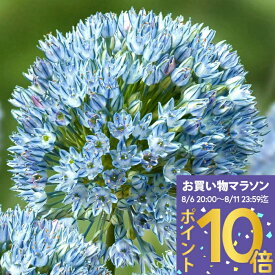 球根 植えっぱなし球根 希少品種 アリウム ザーミン 選べる球数 2球〜4球 空色【先行予約10月〜お届け 小球根 メール便対応】Allium 多年草 球根植物 秋植え球根 花の球根 花壇 庭植え 鉢植え 秋 冬 ハッピーガーデン【2025BU】【mail】【0806P10】【hk】