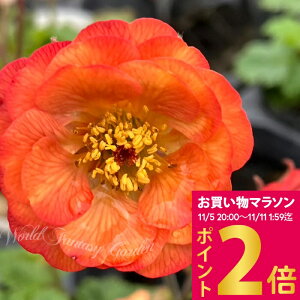 ԕc  QE mi 1 3`3.5O|bgy͂zGeum riv Nonna ĕc  N Ẳ K[f Ԓd K[fjO VF[hK[f Aɋ h CObVK[f 