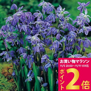 AςȂOKI   V[ VxJ 5Zbg  y͂  [֑ΉzScilla siberica  N 䒆 HA K[f K[fjO Ԓd A A H ~ n