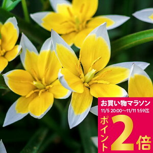 AςȂ H ~ `[bv ^_  Iׂ鋌 5`20Zbgy͂ [֑Ή zTulip tarda Ny߂AςȂ`[bv HA y2025BU