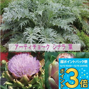 �_�|�C���g3�{ 12/13~15�����^ �Ԃ����̂��߂鍂���H�� �H�c �A�[�e�B�[�`���[�N �I�ׂ�2��� 1�� 3�`3.5���y���͂����zArtichokes �ԕc �h���� �� ���䍂�� �H �O���[���O���[�u �o�C�I���b�g�O��