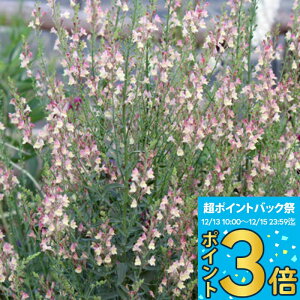 _|Cg3{ 12/13~15^ ԕc H N h  iA AvRbg`[ 1 3y͂zLinaria P  䒆 CObVK[f A A K[fj