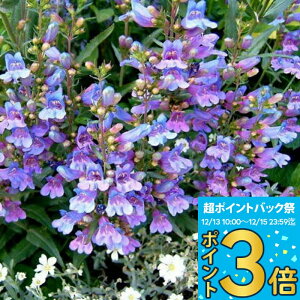 _|Cg3{ 12/13~15^ ԕc H N h  yXe wu[u[ 1 3`3.5y͂zPenstemon Heavenly Blue CObVK[f  A A K[fjO 