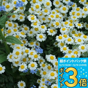 _|Cg3{ 12/13~15^ ԕc H N h  ^iZc WbN|bg 1 3~3.5y͂zTanacetum Jackpot c  e ^iZ^ CObVK[f 񂹐A tA 