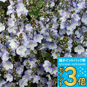 _|Cg3{ 12/13~15^ ԕc H N h  xjJ }_}VA 1 3~3.5y͂zVeronica petraea Madame Mercier    c ϊN 񂹐A A A 