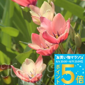 植えっぱなし球根　球根 原種系 チューリップ アニカ 3球入り【先行予約 10月上旬〜お届け 小球根 メール便対応】Tulip　サーモンピンク秋 冬 小球根 多年草 耐寒性 早春 人気 秋植え球根 HappyGarden【2025BU】【mail】【0806P5】