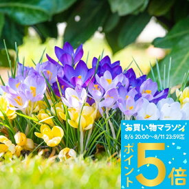 球根 植えっぱなし球根 原種クロッカス MIX15球　セット【先行予約 10月上旬〜お届け 小球根 メール便対応　全国どこでも送料無料】【2025BU】【mail】Crocus ガーデニング 秋植え 鉢植え 庭植え 花壇 小球根 ハッピーガーデン【0806P5】